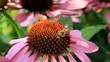 Die Biene auf der Blume daneben und oben Die Biene auf der Blume daneben und oben