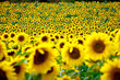 Provence - Plateau de Valensole - champs de tournesols