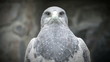 grey eagle