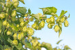 Branch of hops.