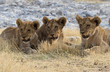 Photo: Löwenfamilie im Etosha Nationalpark Löwenfamilie im Etosha Nationalpark