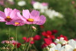 Cosmos / コスモス (昭和記念公園)