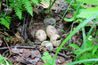 Eggs. A nest of a woodcock.