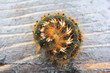 Caterpillar.
