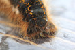 Caterpillar.