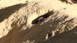 Jeune suricate sorti de la tanière Jeune suricate sorti de la tanière