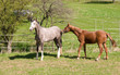 Photo: Horses go to pasture. Horses go to pasture.