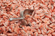 prawns