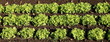 rangs de culture de salades vertes