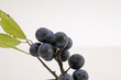 Schlehenbeeren