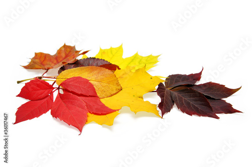 Photo: colorful autumn leave colorful autumn leave