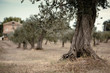 ulivo secolare