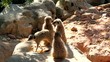 Famille Suricate Famille Suricate