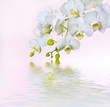 Beautiful white orchid Beautiful white orchid