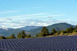 Alpes de hautes provence, Puimichel, ferme solaire des Mées