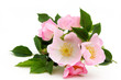 Dog rose blossom