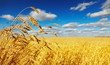 Wheat field