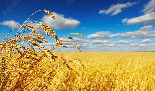 Photo: Wheat field Wheat field