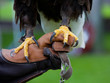 Photo: Claws of Bald Headed Eagle Claws of Bald Headed Eagle