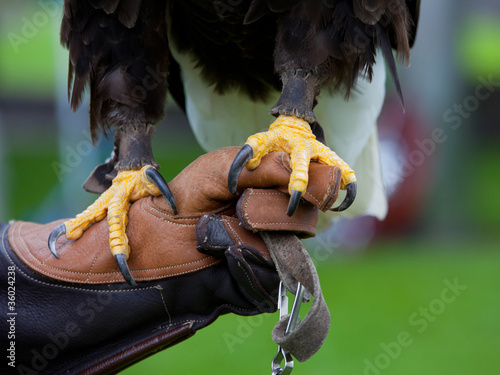 Photo: Claws of Bald Headed Eagle Claws of Bald Headed Eagle