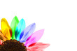 Tournesol multicolore, fond blanc