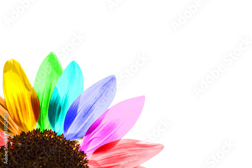 Photo : Tournesol multicolore, fond blanc Tournesol multicolore, fond blanc