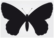Buterfly