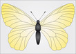 Buterfly