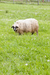 sheep on meadow, Bosnia and Hercegovina