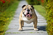 English Bulldog
