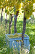 Fresh Grapes