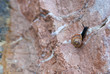Schnecke
