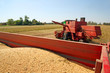 Soya harvesting