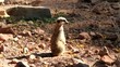 Suricate sentinelle Suricate sentinelle