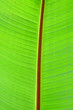 feuille de bananier