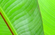 feuilles de bananier