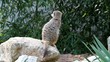 Suricate aux aguets Suricate aux aguets