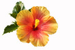 Foto: hibiskus hibiskus