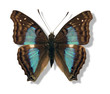 iridescent butterfly