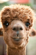 Head of an Alpaca