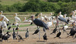 birds at the Queen Elizabeth National Park in Uganda