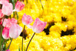 Beautiful tulips