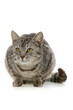 Tabby sits