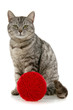 Cat with red skein of yarn