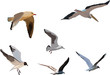 uccelli