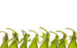Pea Pod Tops