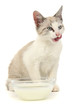 Kitten milk