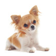 chiot chihuahua