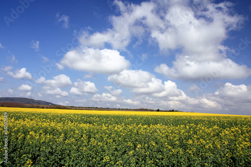 Photo: Canola Canola