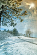 icy tree and sun beam in snowy countryside